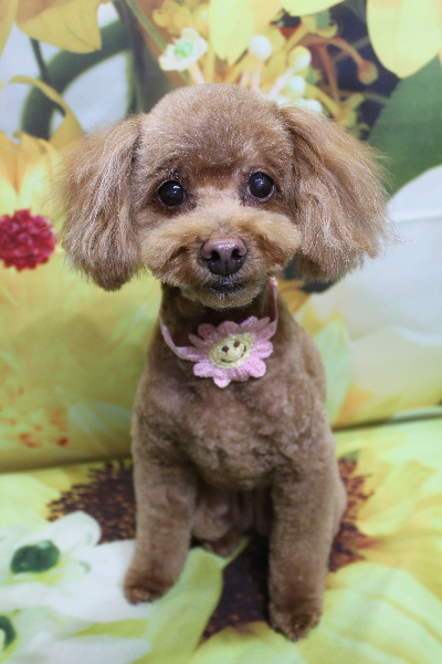 千葉県船橋市のトイプードルのトリミング画像