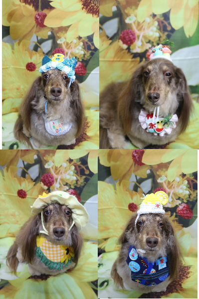 千葉県松戸市のミニチュアダックスのトリミング画像