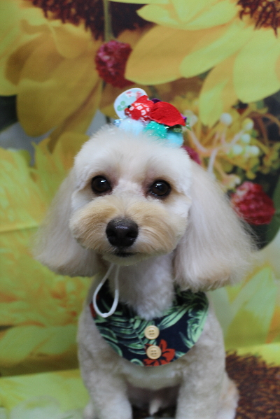 千葉県鎌ヶ谷市のミックス犬のトリミング画像