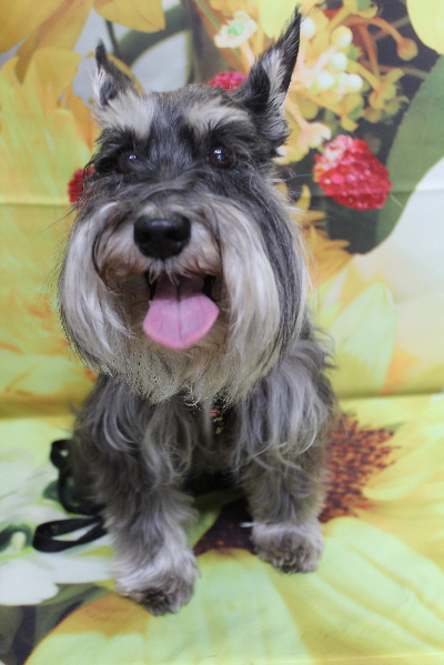 千葉県船橋市のミニチュアシュナウザーのトリミング前画像