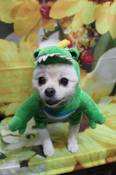 東京都港区のポメラニアンのトリミング画像