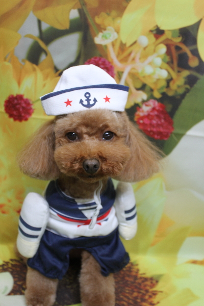 千葉県市川市のトイプードルのトリミング画像