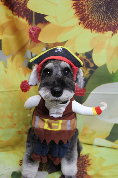 東京都江戸川区のミニチュアシュナウザートリミング画像