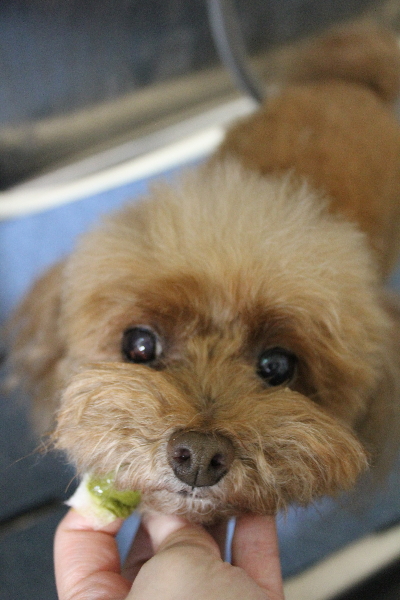 千葉県船橋市のトイプードルの歯磨き画像