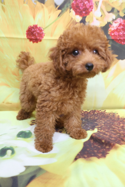 千葉県船橋市のトイプードルのトリミング前画像