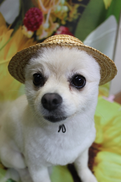 東京都港区のポメラニアンのトリミング画像