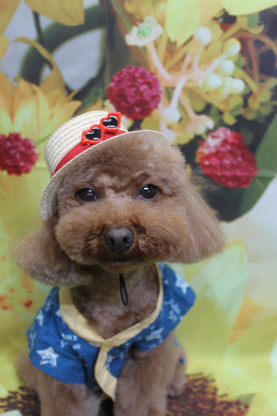 千葉県市川市のトイプードルのトリミング画像