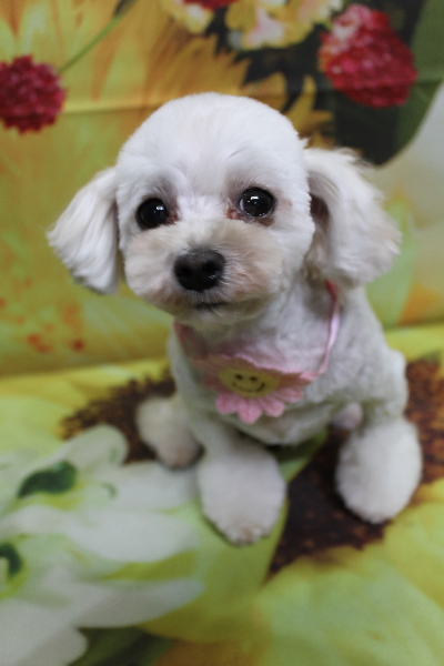 千葉県鎌ケ谷市のミックス犬のトリミング画像