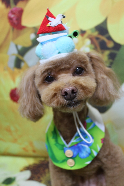 千葉県船橋市のトイプードルのトリミング画像