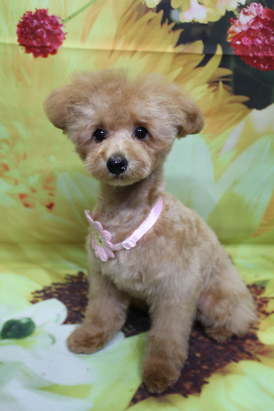 千葉県千葉市のトイプードルのトリミング画像