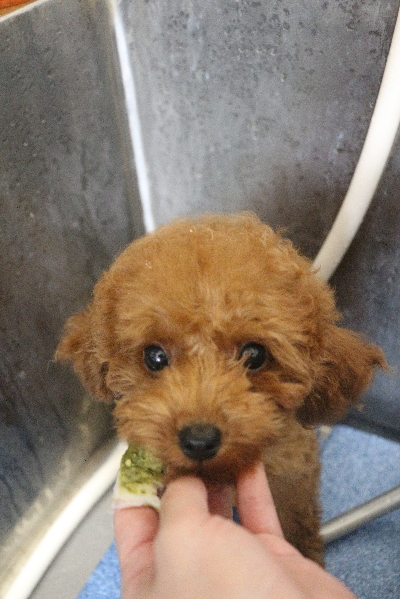 千葉県船橋市のトイプードルの歯磨き画像