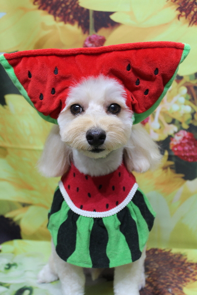 千葉県鎌ヶ谷市のミックス犬のトリミング画像