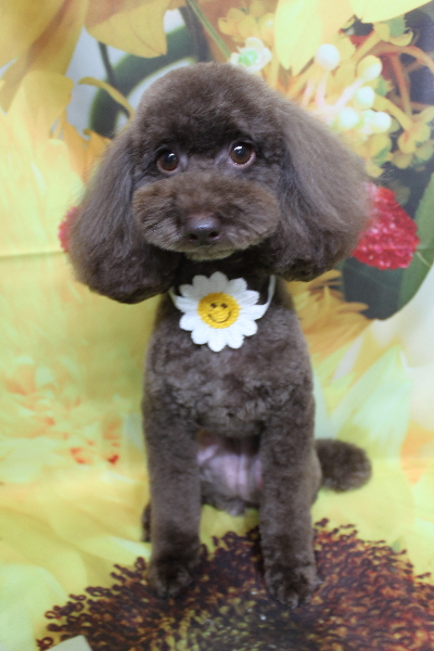 千葉県千葉市のトイプードルのトリミング画像