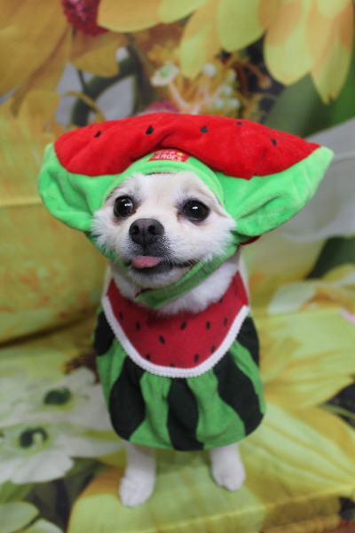 東京都港区のポメラニアンのトリミング画像