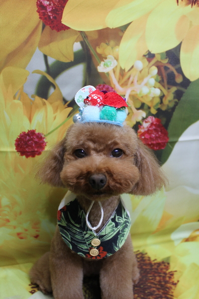 千葉県市川市のトイプードルのトリミング画像