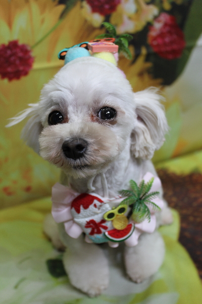 千葉県鎌ケ谷市のミックス犬のトリミング画像