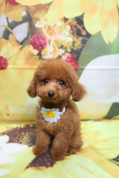 千葉県船橋市のトイプードルのトリミング画像