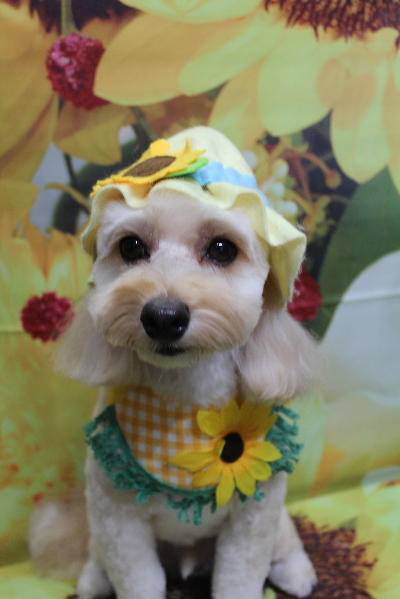 千葉県鎌ヶ谷市のミックス犬のトリミング画像