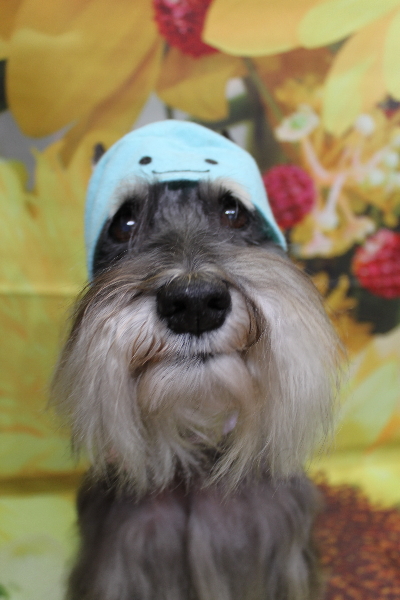 千葉県船橋市のミニチュアシュナウザーのトリミング画像