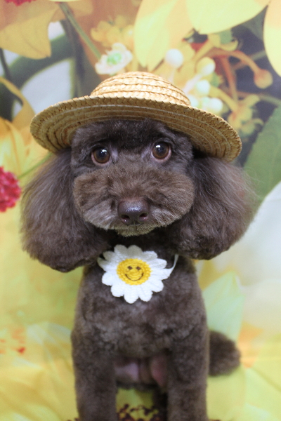 千葉県千葉市のトイプードルのトリミング画像