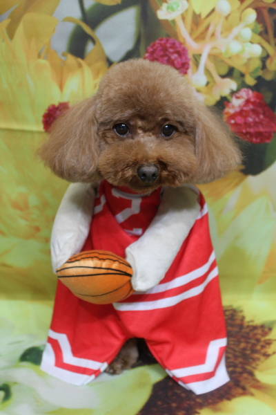 千葉県市川市のトイプードルのトリミング画像