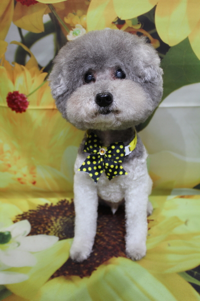 千葉県松戸市のトイプードルのトリミング画像