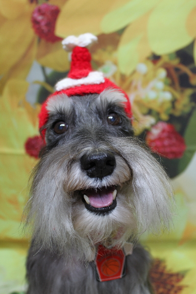 千葉県船橋市のミニチュアシュナウザーのトリミング画像