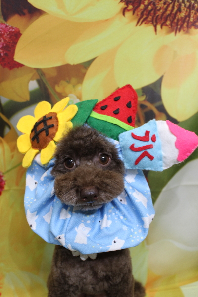 千葉県千葉市のトイプードルのトリミング画像