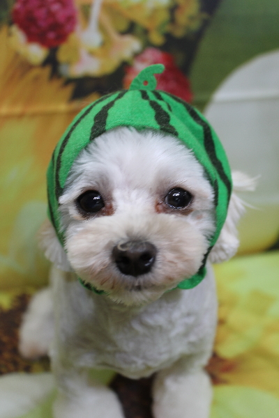 千葉県鎌ケ谷市のミックス犬のトリミング画像