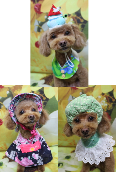 千葉県船橋市のトイプードルのトリミング画像