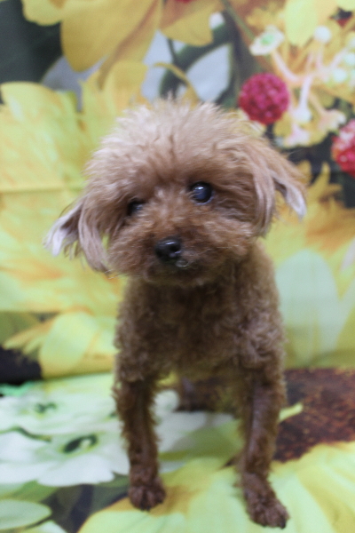 千葉県船橋市のトイプードルのトリミング前画像