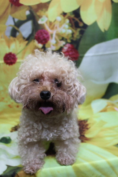 千葉県鎌ケ谷市のトイプードルトリミング前画像