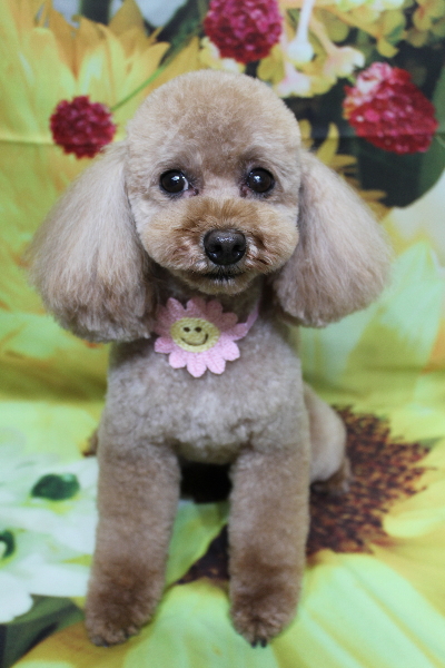 東京都中央区のトイプードルのトリミング画像