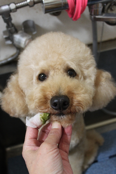千葉県船橋市のトイプードルの歯磨き画像