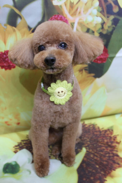 千葉県船橋市のトイプードルのトリミング画像