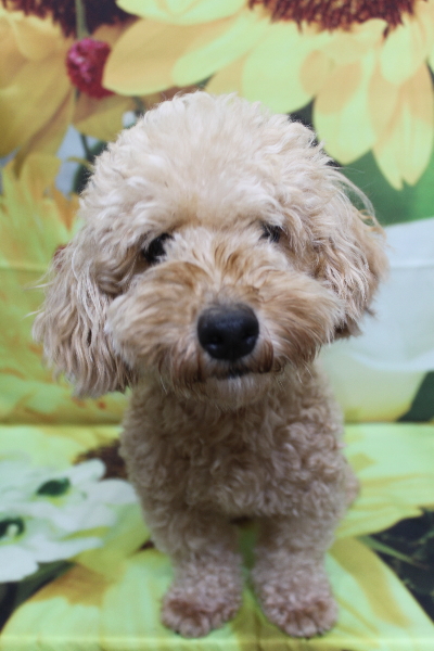 トイプードルブリーダーの成犬、トリミング前画像