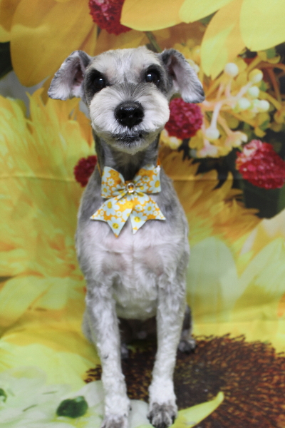 千葉県船橋市のミニチュアシュナウザーのトリミング画像