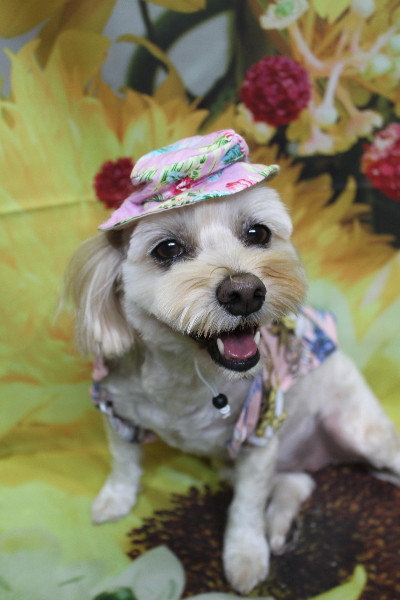 千葉県鎌ケ谷市のミックス犬のトリミング画像