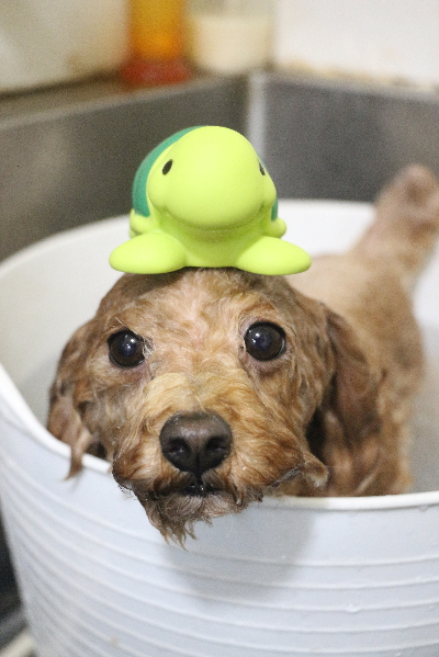 千葉県船橋市のトイプードルの炭酸泉画像