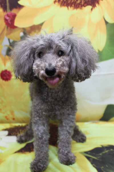 千葉県船橋市のトイプードルのトリミング前画像