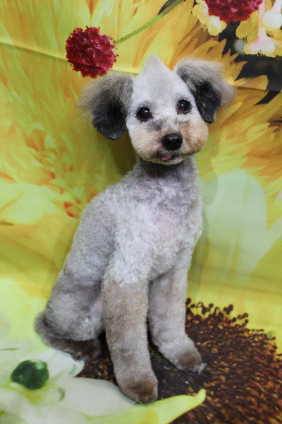 トイプードルブリーダーの成犬、トリミング画像