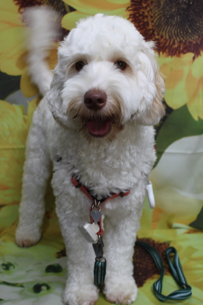 千葉県船橋市のオーストラリアンラブラドゥードルのトリミング前画像