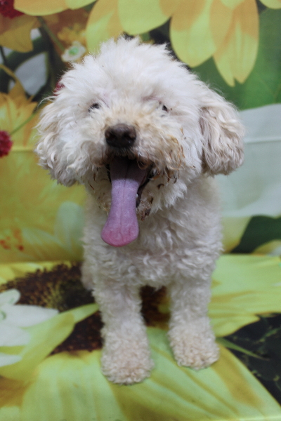 千葉県鎌ケ谷市のミックス犬のトリミング前画像