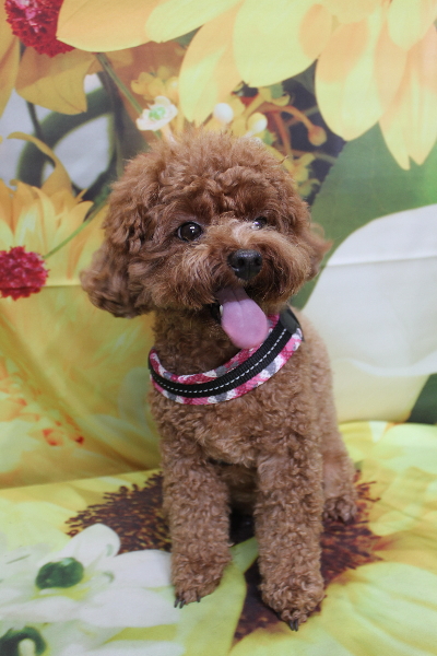 千葉県鎌ケ谷市トイプードルのトリミング前画像