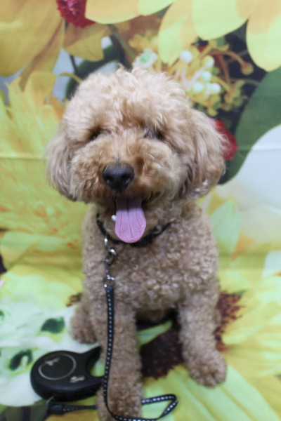 千葉県船橋市のトイプードルのトリミング前画像