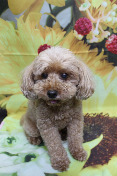 千葉県船橋市のトイプードルのトリミング前画像