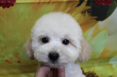 トイプードルブリーダーの子犬、トリミング画像