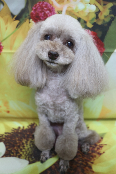 千葉県船橋市のトイプードルのトリミング画像