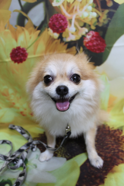 千葉県船橋市のミックス犬のトリミング前画像