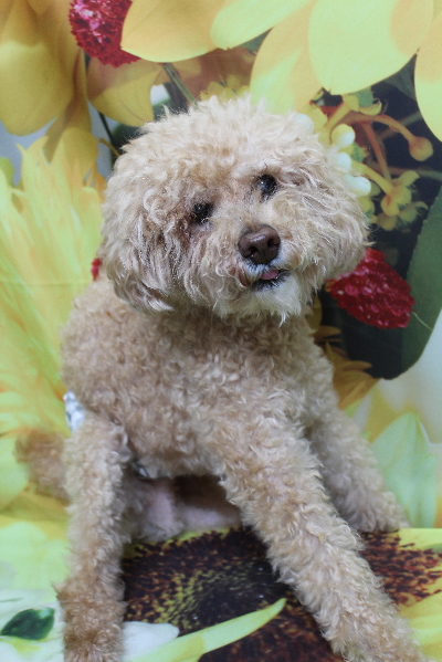 千葉県船橋市のトイプードルのトリミング前画像